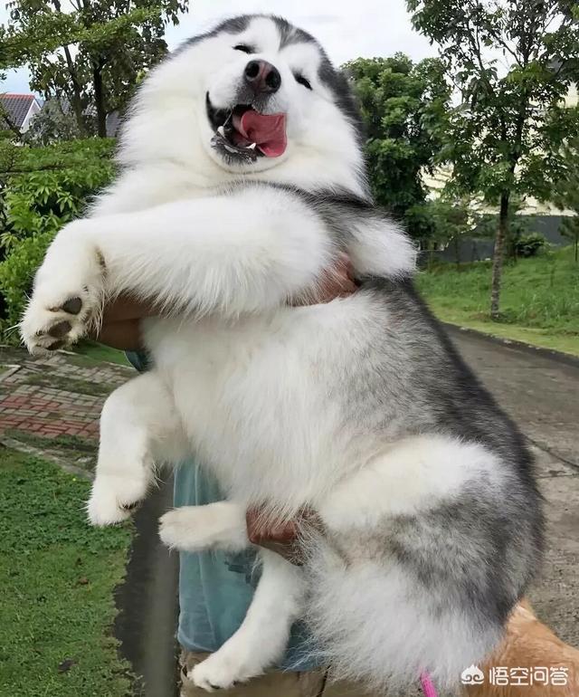 新乡宠物犬领养:沈阳宠物犬领养 要给狗狗做绝育吗？做了绝育之后狗狗有哪些反应？