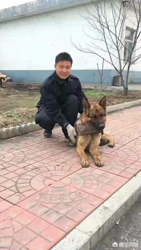 如何养狗:第一次养狗，需要记住那些事？