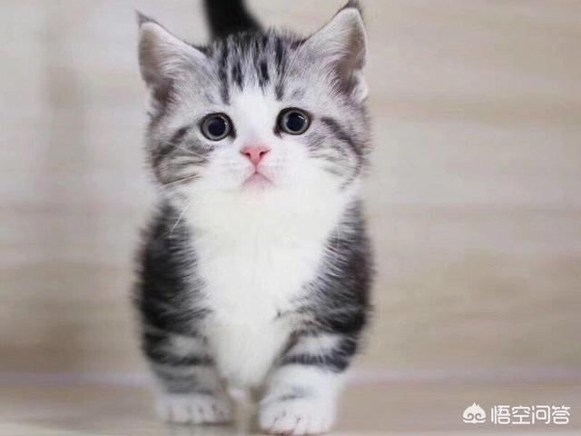 甜蜜猫猫01话:猫咪可以自己在家两天一夜吗，如果可以的话需要帮它做些什么？