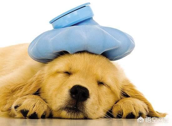 兔子肺炎怎么治疗:狗狗得了肺炎可以治好吗？