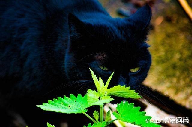 猫猫吃的猫薄荷是什么:猫咪什么时候可以开始吃猫薄荷？