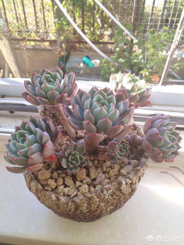 头条问答 娜娜小勾多肉要如何施肥 6个回答