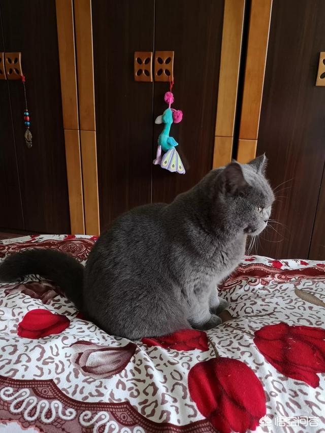 玩具存钱箱愤怒的猫咪:自从养了猫，你的生活发生了什么改变？