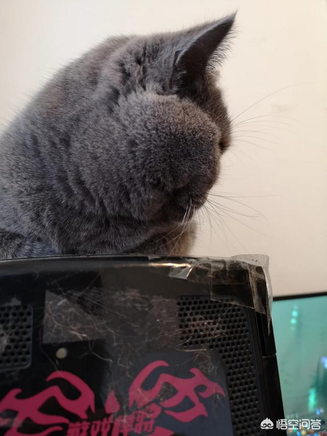 玩具存钱箱愤怒的猫咪:自从养了猫，你的生活发生了什么改变？