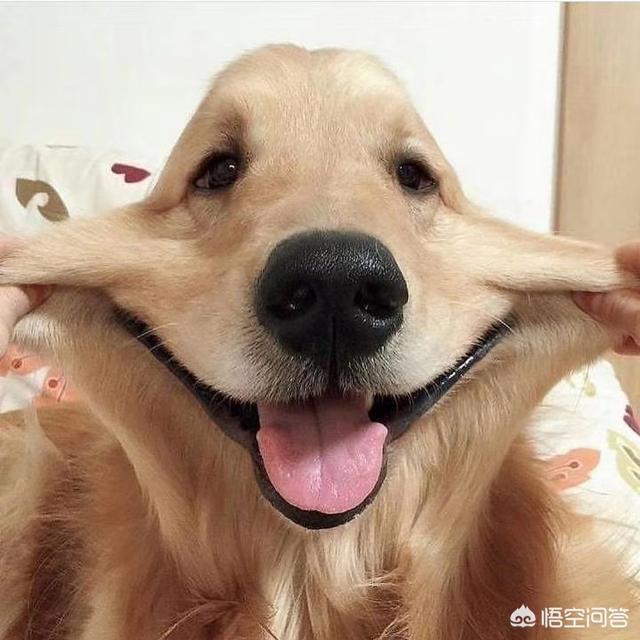 俊介狗狗:俊介犬便秘，吃什么可以通便？