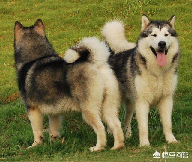 阿拉斯加雪撬犬标准:如何挑选一只纯正的阿拉斯加雪橇犬？