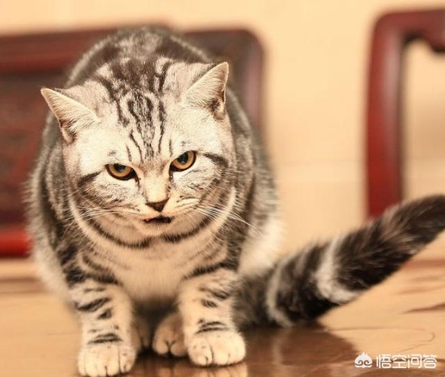 虎斑猫适合哪种猫粮:虎斑猫突然不吃猫粮了怎么办？