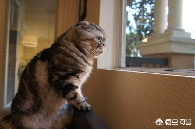为什么猫老望着窗外发呆，猫咪凝视着窗外，是因为无聊了吗原因是什么