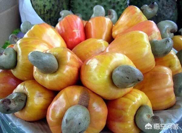 头条问答 - 红腰果是什么?吃了有什么好处?(酵养人生的回答,0赞)