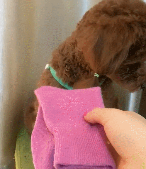 最悲伤的狗:在养泰迪犬的过程中，狗狗的哪些行为会让主人伤心呢？ 最悲伤的狗狗视频