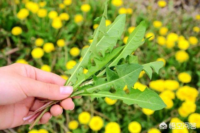 药食同源养生茶搭配表,蒲公英根和黄芪、淫羊藿能一起泡水吗？