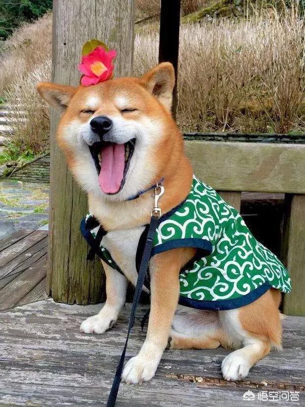 柴犬奇迹物语高清图片:请问：拉布拉多、比格、柴狗，养哪个更省心？