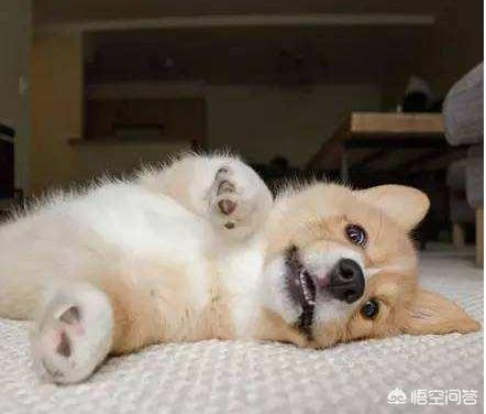 如何训练柯基幼犬:柯基犬几个月才能过尴尬期，日常饲养需要注意这2点？