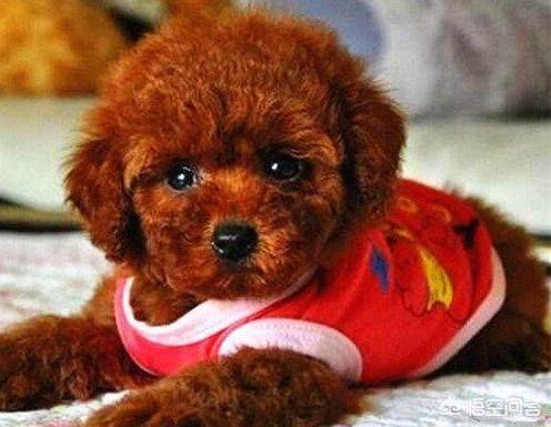 超级狗狗中文版小游戏:想要养一只狗狗，泰迪犬怎么样？