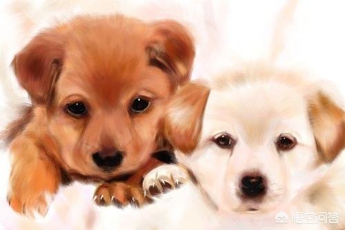 博美犬视频:如何鉴定一只狗狗有没有白养？