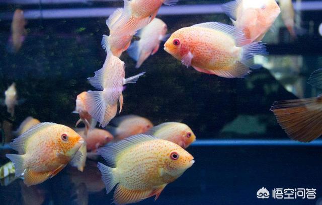 冰冷的热带鱼:在水族店买观赏鱼，如何挑选才能买到最健康的鱼？