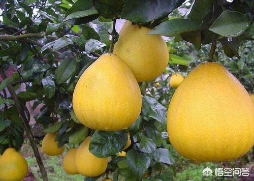 全国哪里的柚子最好吃，四川柚子的产地在什么地方？