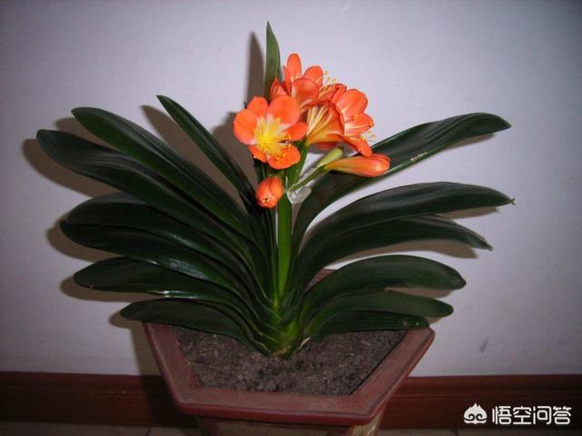 君子兰开花有什么兆头的说说:请问君子兰一般几月开花? 花期有多久？