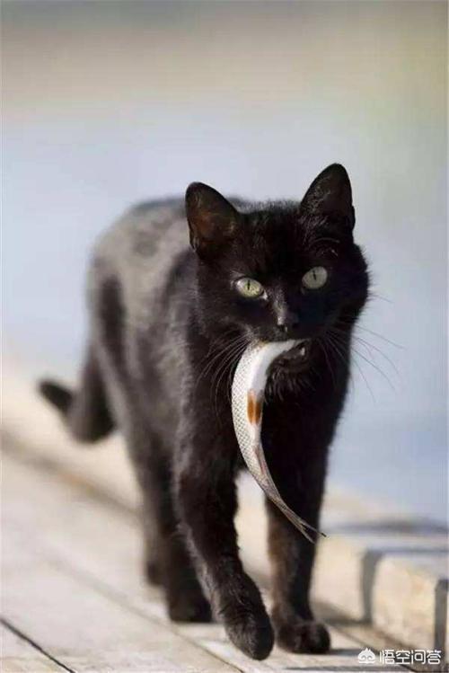支付宝猫吃鱼会卡刺吗:猫吃鱼的时候为什么不会被鱼刺卡住吗？