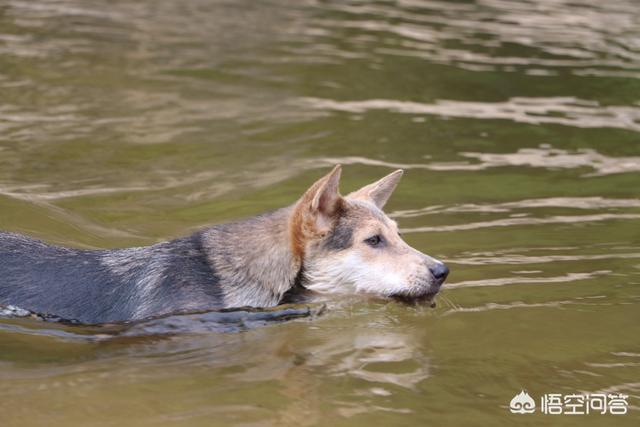 看门犬什么最好:乡下想要保家护院养什么品种的狗好呢？