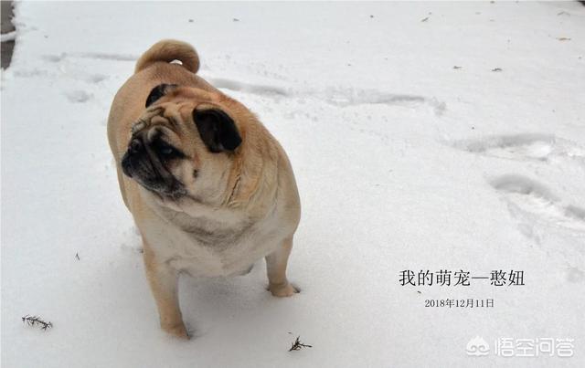 巴哥犬价格多少钱买:一只小巴哥犬多少钱？巴哥犬好养吗？