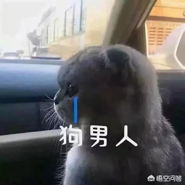 蓝猫:家里有一只蠢蠢的蓝猫是种怎样的体验？ 蓝猫英短