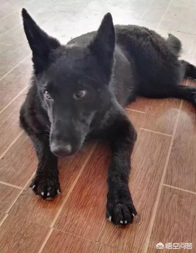 昆明狼犬凶猛吗:我国最优秀的狼犬是哪一种？ 法国狼犬凶猛吗