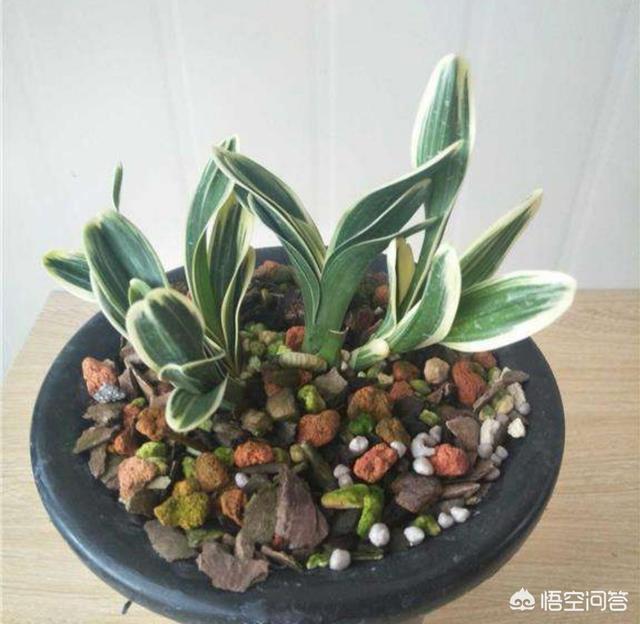 建兰的养殖方法:建兰的养殖方法和注意事项 建兰凤凰冠的养殖方法是什么？