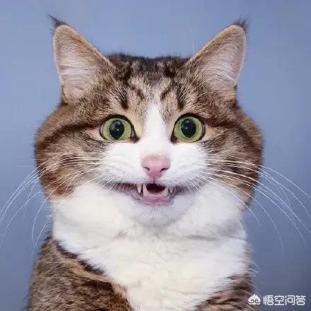 超萌猫咪动态图片:为什么有些人很喜欢养猫？