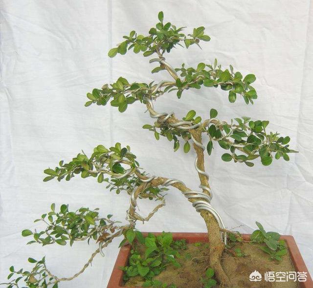 小叶黄杨 雀舌黄杨:小叶黄杨什么时候蟠扎好？