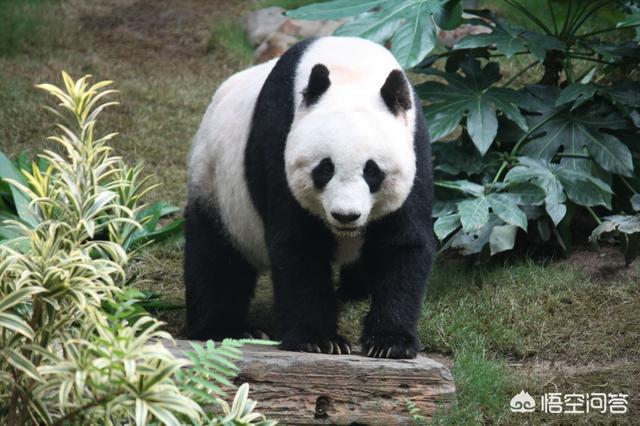 四川大熊猫误入水电站落水:大熊猫攻击人，性命不保怎么办？救援人员可以击毙熊猫吗？