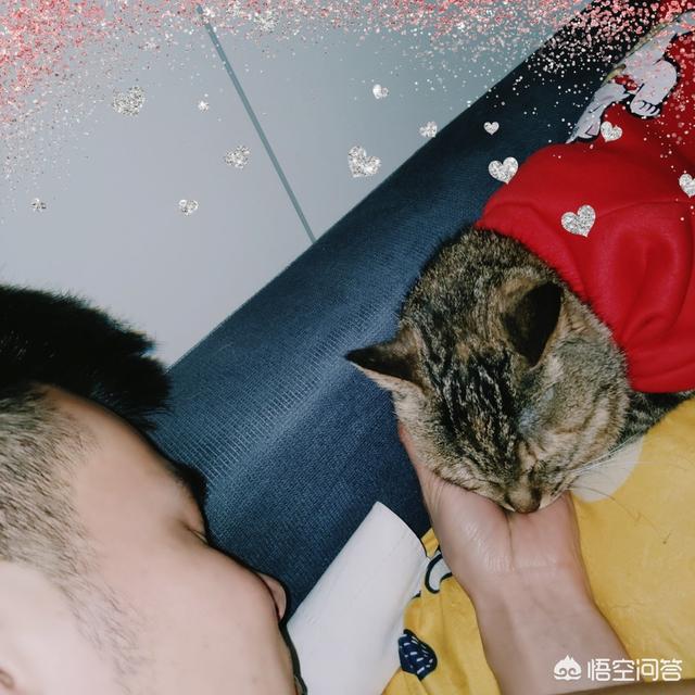 狸花猫 爱玩吗:猫为什么总爱睡在被子上？