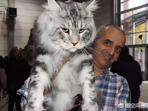 瑞典一只猫咪被当公主养:养猫一年的花费能有多少？