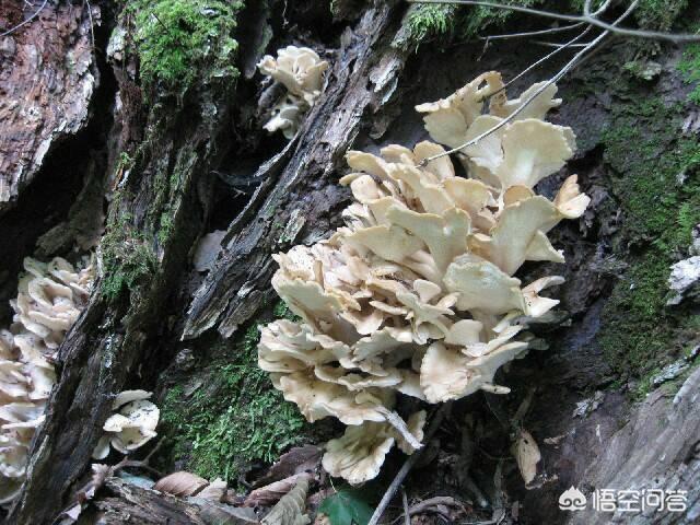 什么地方适合种白舞茸？需要什么样的种植环境？-快乐机械说的回答-头条问答