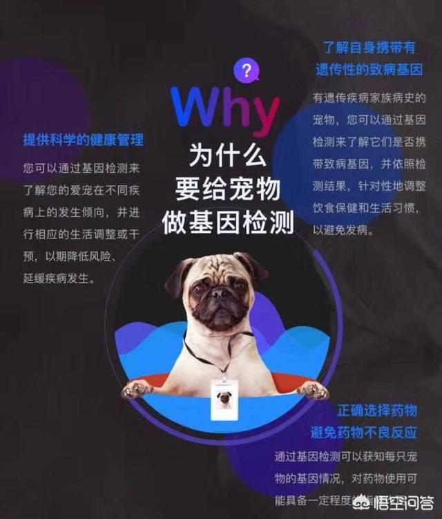 宠物婚配服务:现在比较新奇的宠物服务都有哪些？