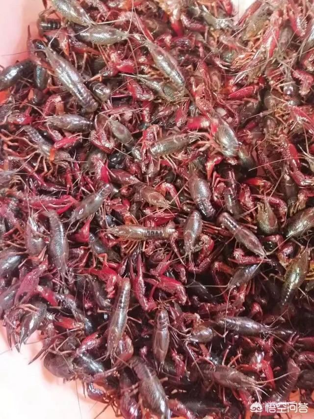 2019年前景最好的养殖业和最好的工作行业是什么？