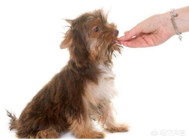 怎么训练狗把你当主人:怎么样训练狗狗会对你服服帖帖？