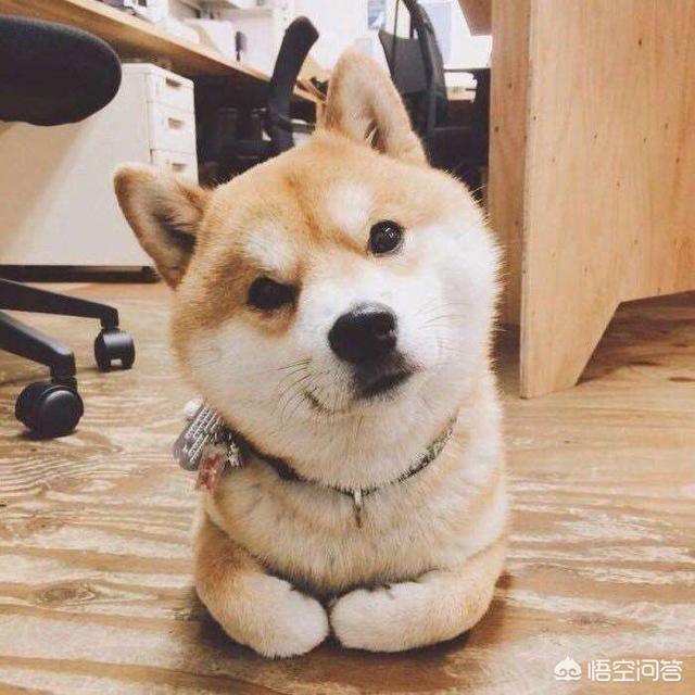 日本柴犬图片:生活中的柴犬有表情包上的漂亮吗？