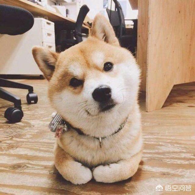 柴犬图片:为什么日本的柴犬在中国会这么受欢迎呢？