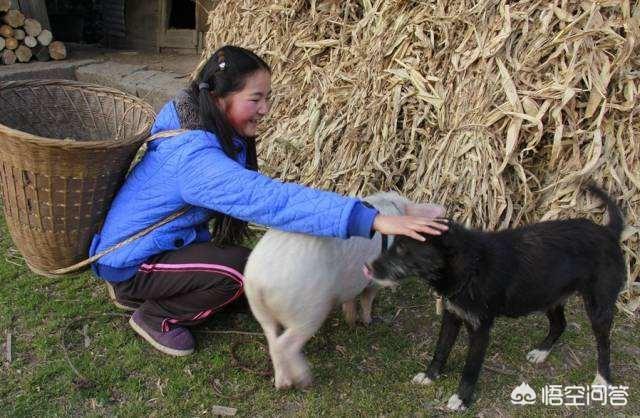 在喷狗里面:如果规定狗主人要在固定时间内溜狗，你觉得可取吗？