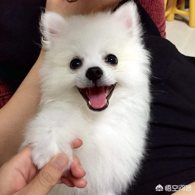 博美狗图片:博美犬为什么喜欢睡在你身边？