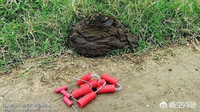 四脚蛇屎的图片:为什么人在临死前都会排光大小便？