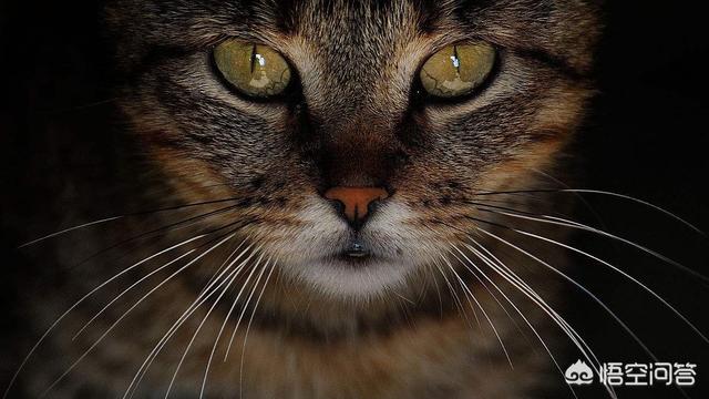 野生豹猫吃了有什么用:孟加拉豹猫如何繁育 猫肉可以吃吗？吃了有什么后果？