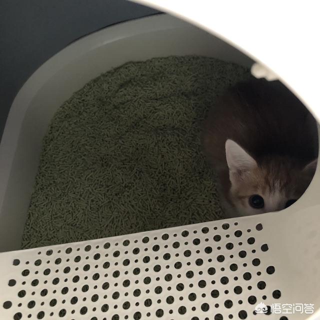 搓手猫被领养了吗:成年的猫咪如果知道自己被领养了，它会记恨原主人吗？