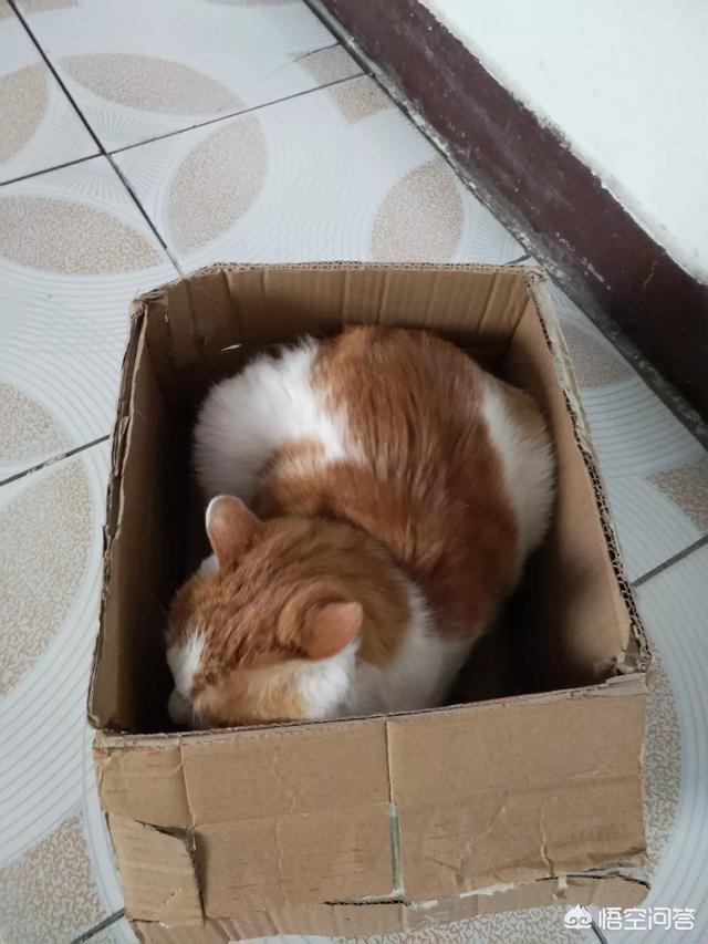 伍德氏灯猫:猫咪下巴的毛囊炎该怎么治疗？