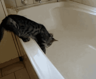 小猫吃鱼儿童画图片:陆生的猫为什么会被认为喜欢吃水里的鱼？