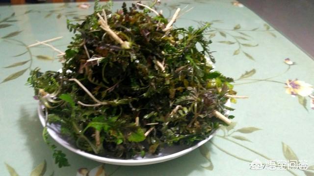 农村的荠菜在过年期间有多贵？