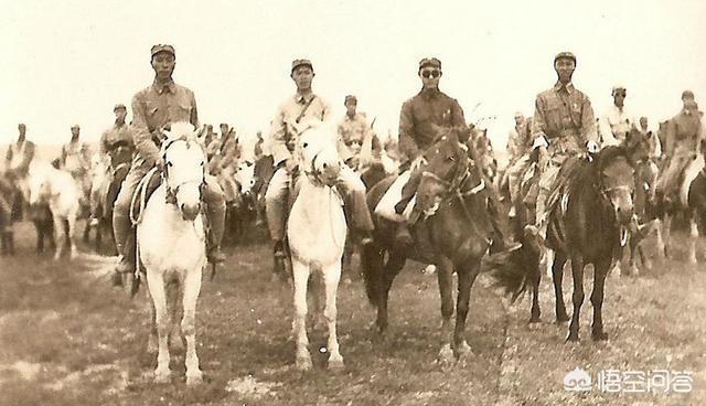 军犬沙皮犬图片:二战期间日本有骑兵联队，那么多的“东洋马”是怎么来的？ 沙皮犬图片及价格