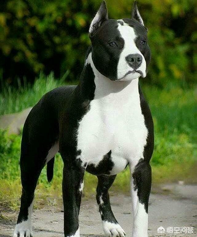 杜高vs比特比赛:两只比特犬能打赢一只花豹吗？