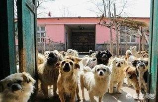 北京犬图片壁纸:面对国外品种的狗入侵，中国土狗未来将走向何方？